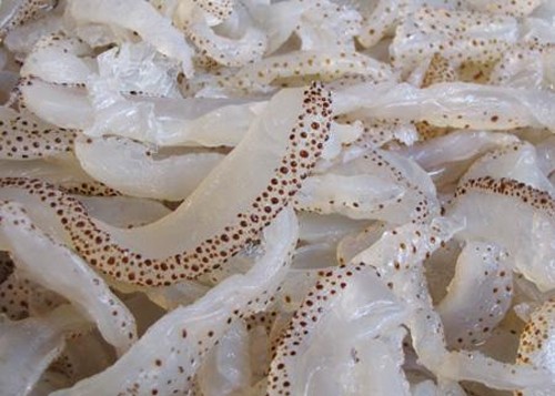 sứa biển