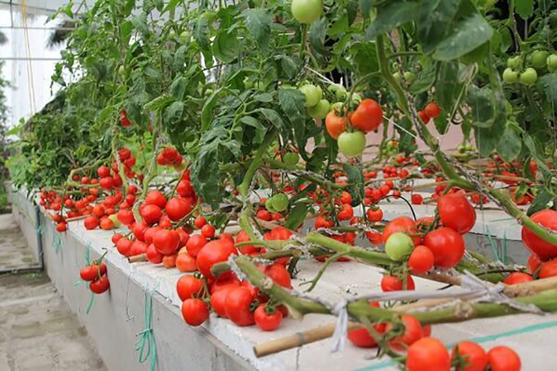 Cách trồng cà chua trong thùng xốp luôn xanh tốt, sai quả
