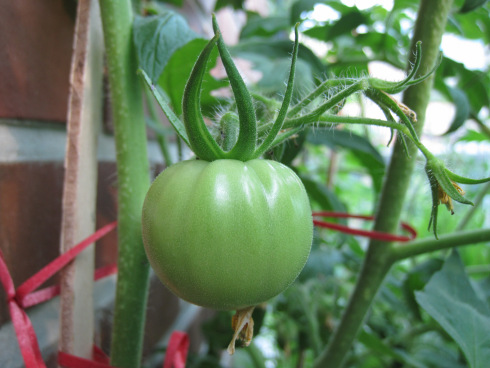 Cách trồng cà chua luôn xanh tốt, sai quả trong thùng xốp