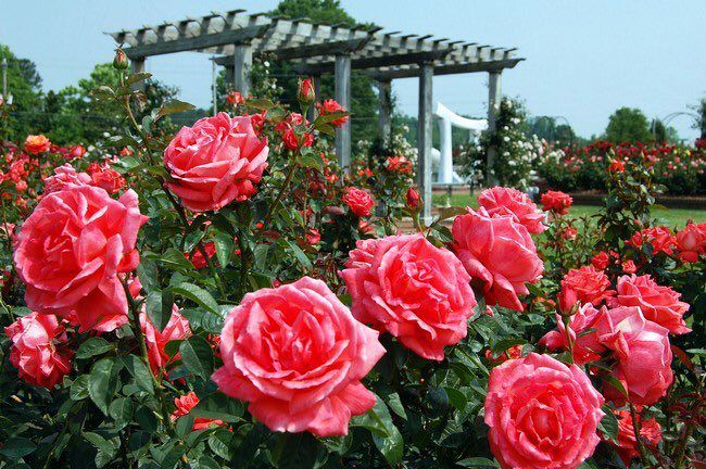 Những điều đặc sắc về lễ hội hoa hồng lớn nhất Việt Nam 2017