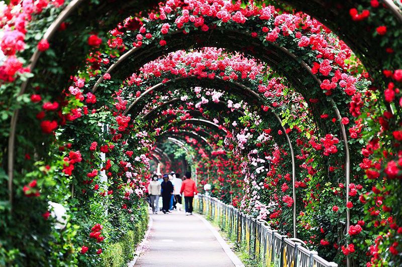 cổng vòm hoa hồng