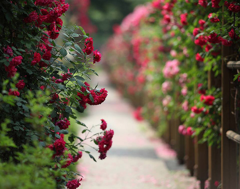 hơn 300 loài hoa hồng đua nhau khoe sắc